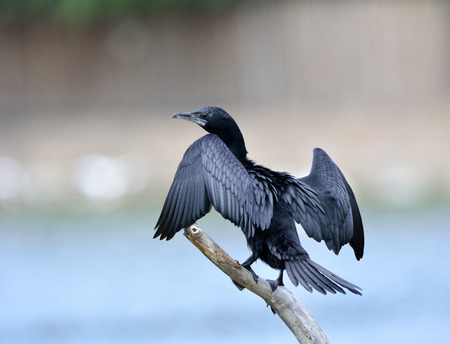 Little cormorant or Javanese cormorant ( Microcarbo niger) the black bird look like duck perching on the branch while drying its wings on sunbathの写真素材