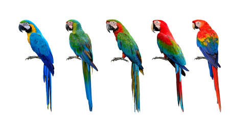 Beautiful set of macaw parrot birds compilation, Scarlet, Green-winged, Harlequin, Buffon and Blue...