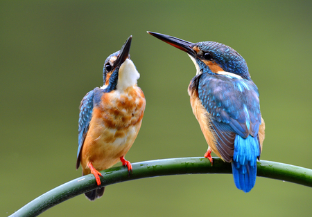 The lovely pair of Common Kingfisher (Alcedo atthis) beautiful small blue birds perching on bamboo stick together, the magnificent natureの写真素材