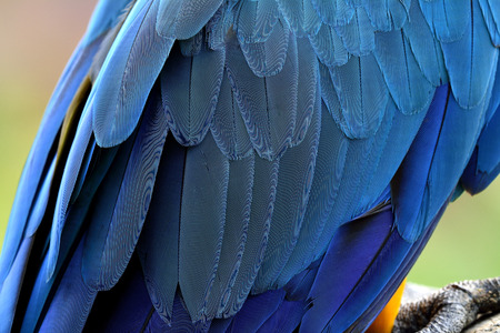 Exotic blue macaw parrot bird feathers, beautiful backgroundの写真素材
