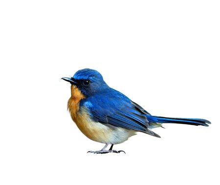 Hill Blue Flycatcher (banyumas cyornis) the beautiful blue bird with orange from chin to belly fully standing with details from head to its tails isolated on white background, fascinated natureの写真素材