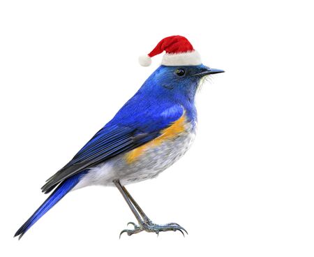 Blue bird wearing Santa Claus red hat for Christmas season greeting