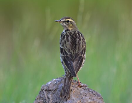 Rosy Pipit (Anthus roseatus) pale green with black stripe feathers in none breeding plumage perching on the rock over green blur background showing back feathers profile, beautiful birdの写真素材