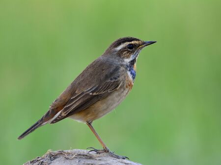 The bluethroat (Luscinia svecica) a winter visitor bird to Thailand with less blue color on its throat while perching on rock showing its side feathers over fine green blur backgroundの写真素材
