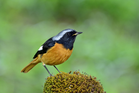 Daurian Redstart (Phoenicurus auroreus) beautiful orange bird with black wings and silver head low...