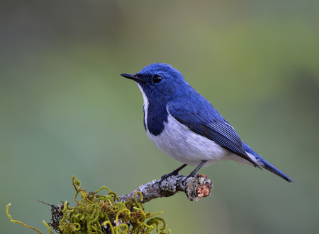 Ultramarine Flycatcher (Superciliaris ficedula) lovely blue bird perching on top mossy stick over far blur green background in late afternoon lighting, amazing natureの写真素材