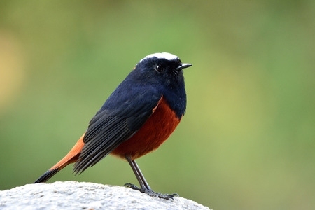 White-capped Water Redstart or River chat (phoenicurus leucocephalus) beautiful black and red bird with white head peaceful perching on the rock in the stream over green blur background, exotic natureの写真素材