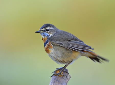 Blue throat (Luscinia svecica) Beautiful chubby brown bird with blue orange marking on its chest with puffy feathers perching on wooden pole in morning soft lightingの写真素材
