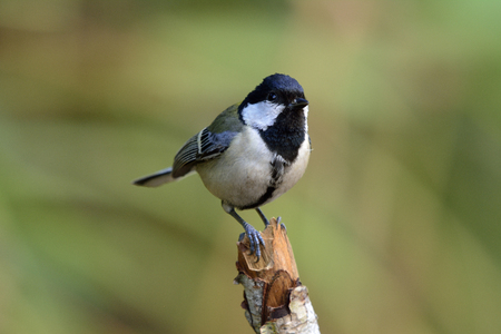 Great Japanese or Oriental tit (Parus minor) grey to yellow back bird with bright cheek and black head smart perching on top of wooden stickの写真素材