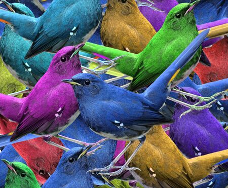 Exotic multi-colors background made of beautiful isolated birds, white-bellied redstartの写真素材