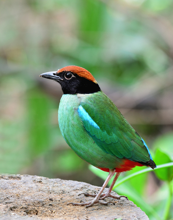 Hooded pitta (Pitta sordida) beautiful green bird with black and brown head perching on the wooden log in nature, exotic creatureの写真素材