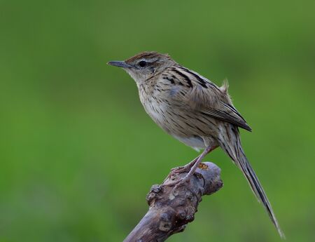 Striated Grassbird (Megalurus palustris) brown bird with long tail perching on the dirt pole over green background, exotic creatureの写真素材