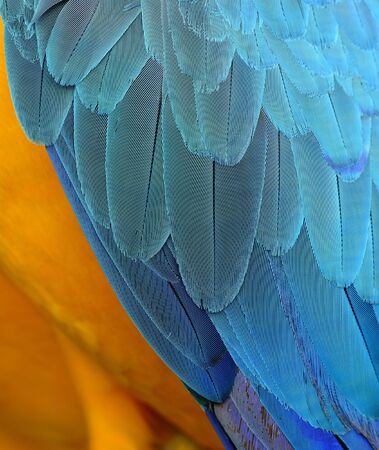 Exotic yellow and blue background of Blue-and-Gold Macaw parrot bird feathers, beautiful textureの写真素材