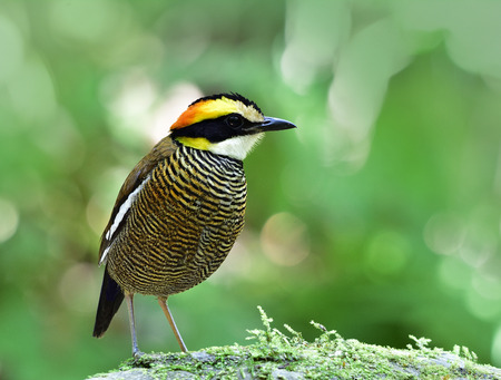 Female of Malayan Banded Pitta (Hydrornis guajana) brown stripe residential bird of Southern Thailand perching on mossy spot in forest, fascinated natureの写真素材