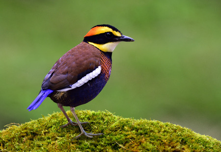 Beautiful male of Malayan Banded Pitta (Hydrornis guajana) colorful resident bird of Southern Thailand standing on mossy grass over blur green background in nature, exotic creatureの写真素材