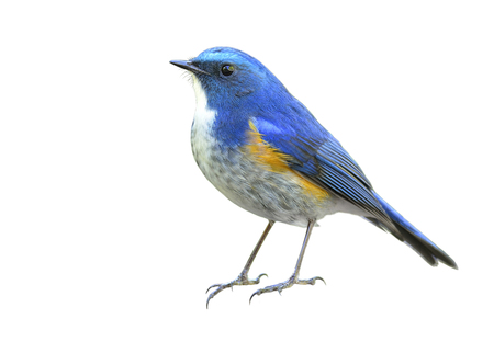 Himalayan bluetail or orange-flanked bush-robin (Tarsiger rufilatus) cutel blue bird with yellow side feathers isolated on white background, amazing natureの写真素材