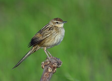 Striated Grassbird (Megalurus palustris) beautiful stripe brown bird with long tail perching on top of the branch over green background, exotic creatureの写真素材