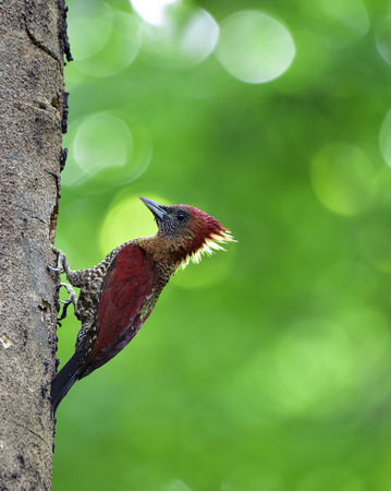 Beautiful red bird perching on the tree, Banded woodpecker (Chrysophlegma miniaceum) an exotic natureの写真素材