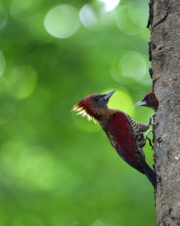 Banded woodpecker (Chrysophlegma miniaceum) beautiful maroon bird perching on wooden hole taking care of her chick in nest, exotic natureの写真素材