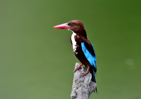 White-throated (Halcyon smyrnensis) white-breasted, tree or Smyrna kingfisher perching on the pole in stream, exotic natureの写真素材
