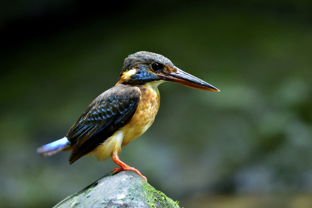 Female of Blue-banded Kingfisher (Alcedo euryzona) dark blue bird fully standing mossy rock in stream, beautiful natureの写真素材