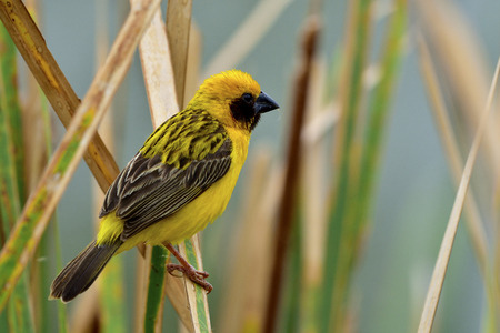 Male of Asian Golden Weaver, beautiful bright yellow bird perching on brass pants beside pond area with far blur brackground, exotic natureの写真素材