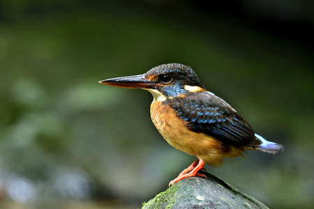 Lovely small brown and blue bird, female of Blue-banded Kingfisher (Alcedo euryzona) perching on rock in stream, exotic natureの写真素材