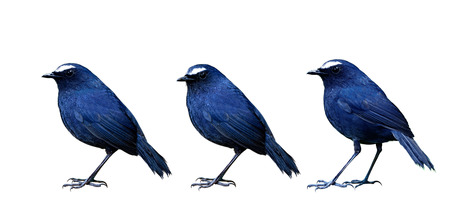 Set of White-browed Shortwing (Brachypteryx montana) lovely dark blue bird with white eye brows on its head isolated on white background, fascinated animalの写真素材