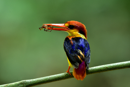 Beautiful bird, Oriental Dwarf or Black-backed Kingfisher with spider food in his mouth perching on wood branch over blur green bokeh backgroundの写真素材
