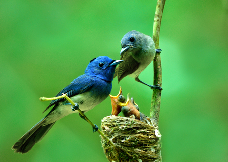 Parents of Black-naped monarch flycatcher (Hypothymis azurea) beautiful blue birds perching on nest guarding their baby chicks in feeding season, exotic natureの写真素材