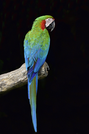Harlequin Macaw, beautiful blue green to red hybrid parrot bird perching on the log over black backgroundの写真素材