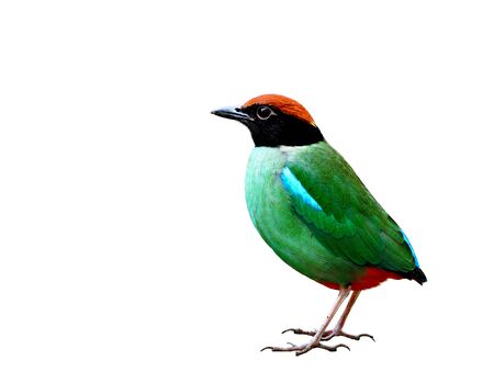Hooded pitta (Pitta sordida) exotic green bird with black head and red vented fully standing isolated on white background, fascinated natureの写真素材