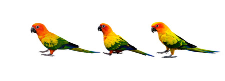 Set of beautiful yellow parrot birds from head to tail and claws isolated on white background, Sun Conure Parakeet (Aratinga solstitialis)の写真素材