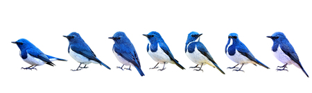 Set of various Ultramarine Flycatcher (Ficedula superciliaris) beautiful bright blue bird with white belly isolated on white backgroundの写真素材