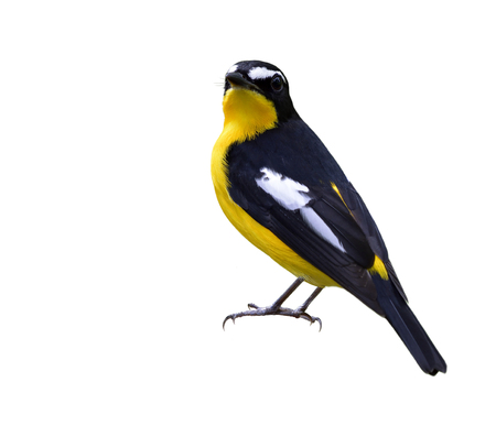 Male of Yellow-rumped Flycatcher (Ficedula zanthopygia) Beautiful yellow and black bird with white stripes on its wings feathers isolated on white background, exotic natureの写真素材