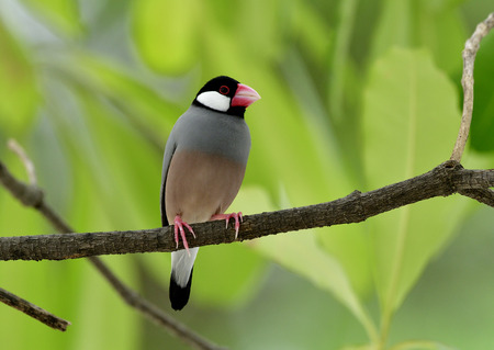 Java sparrow (Lonchura oryzivora) a fine grey bird with pink bills perching on branch over green...