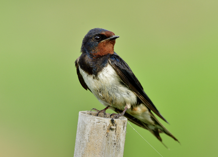 barn swallow (Hirundo rustica) or swallow, lovely black bird with brown face perching on bamboo pole over green blur backgroundの写真素材