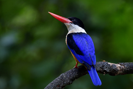 Beautiful blue bird, Black-capped Kingfisher brown body with white throat black head and red bills perching on a branch in nature in low lighting condition showing its fine back wings feathersの写真素材