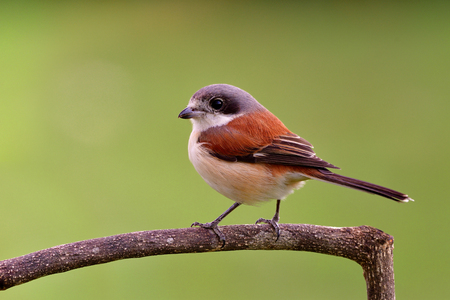 Lovely chubby and puffy brown bird with grey head long tail and big eyes perching on tree branch over blur green background in nature, female of Burmese Shrike (Lanius collurioides)の写真素材