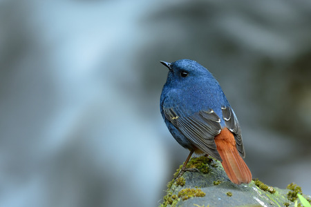 Back feathers profile of Plumbeous water redstart, lovely blue bird with red tail in chubby shape perching on rock in stream along side waterfallの写真素材