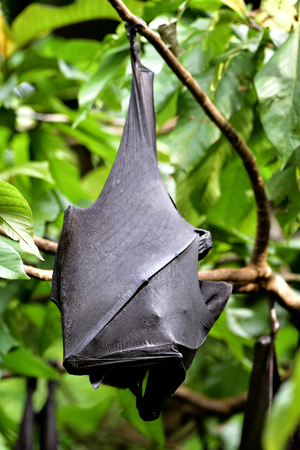 Fruit bats or flying foxes, giant bat is largest bat in the world hanging upsidedown from tree branch cover its body with wings while sleeping in day time (Pteropus vampyrus)の写真素材