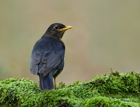 Beautiful black with white belly and yellow beaks bird perching on green mossy spot showing its back feathers profile, Male of Japanese thrush (Turdus cardis) の写真素材