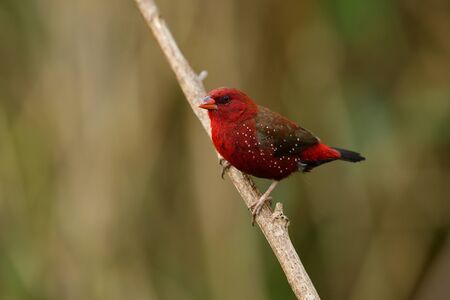 Fascinated red bird with sharp eyes and strong beaks perching on wooden stick, Male of Red avadavat, red munia or strawberry finch (Amandava amandava) in breeding plumageの写真素材