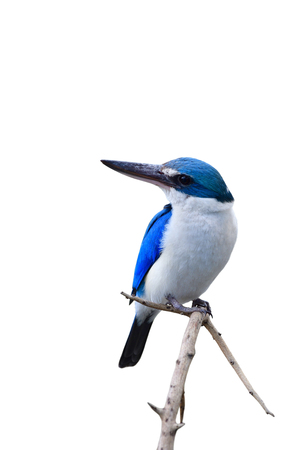 Collared kingfisher (Todiramphus chloris) beautiful blue and white with large beak bird lonely perching on torn branch isolated on white background, exotic animalの写真素材