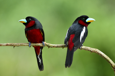 Lovely couple Black and red broadbill (Cymbirhynchus macrorhynchos) beautiful birds perching together on wooden stick over fine blur green background in breeding season at Kaeng Kracha National Park, exotic animalの写真素材