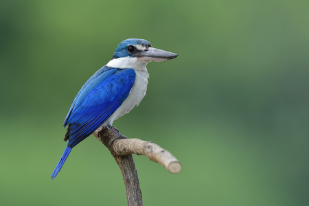 Collared kingfisher (Todiramphus chloris) beautiful blue and white with big beak bird calmply perching on branch in stream while fishing, lovely animalの写真素材