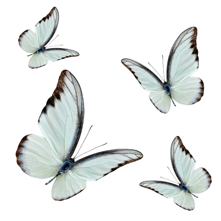 Set of flying beautiful buterflies with fully wing sweeping over white background, chocolate albatrossの写真素材