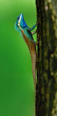 Beautiful bright blue head chameleon on tree over fine blur green background in nature, fascinated lizardの写真素材