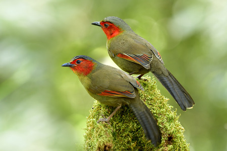 scarlet-faced liocichla (Liocichla ripponi) beautiful pair of red cheek and golden plumage birds...