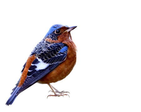 Male of white-throated Rock Thrush (Monticola gularis) colorful red and blue bird with white marking on its chin and wings isolated on white background, exotic nature collectionの写真素材